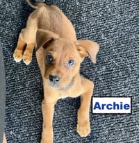 Archie - Photo 1