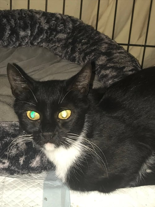 DAPHNE - Domestic Short Hair available for adoption