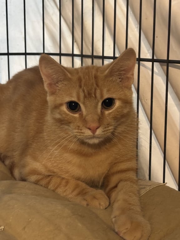Sammy Image