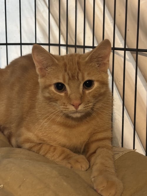 SAMMY - Domestic Short Hair for adoption in Reading