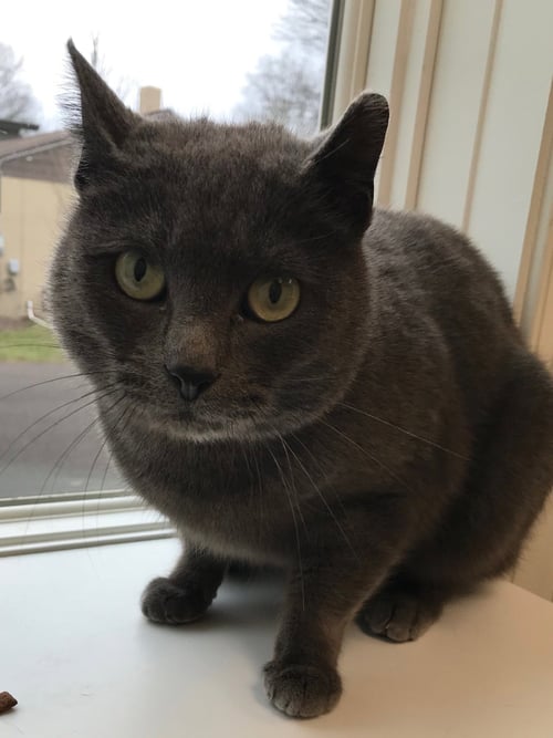 NOEL - Domestic Short Hair for adoption in Reading