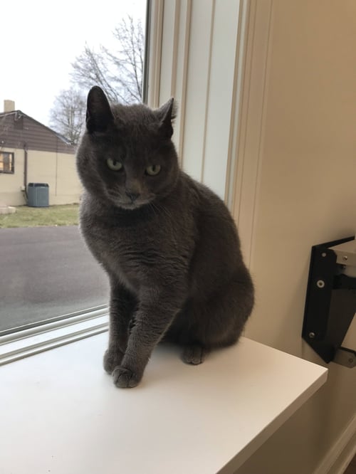 NOEL - Domestic Short Hair available for adoption