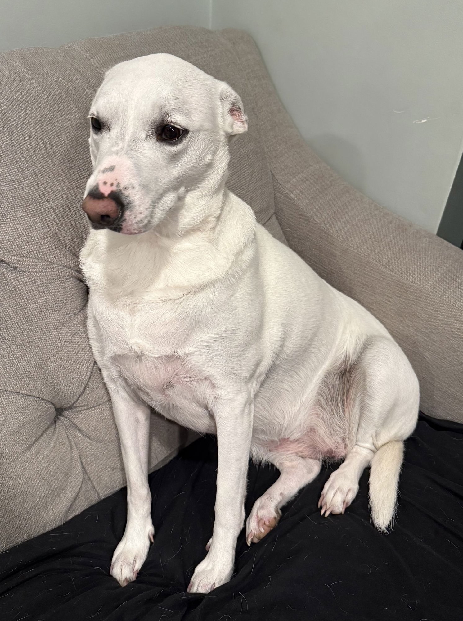 BRIE - Shepherd / Terrier available for adoption