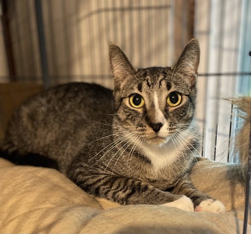 BOOTSIE - Domestic Short Hair for adoption in Reading