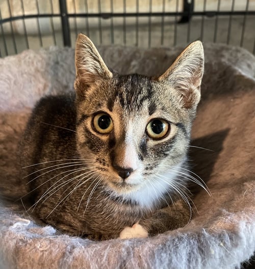 BOOTSIE - Domestic Short Hair available for adoption