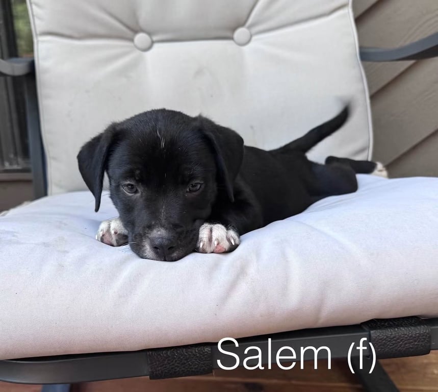 Salem Image