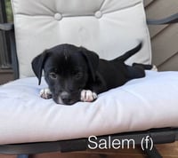 Salem - Photo 1