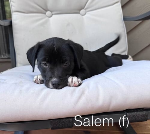SALEM - American Staffordshire Terrier / Hound for adoption in Allentown