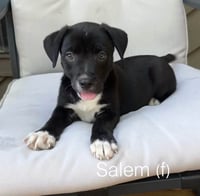 Salem - Photo 2