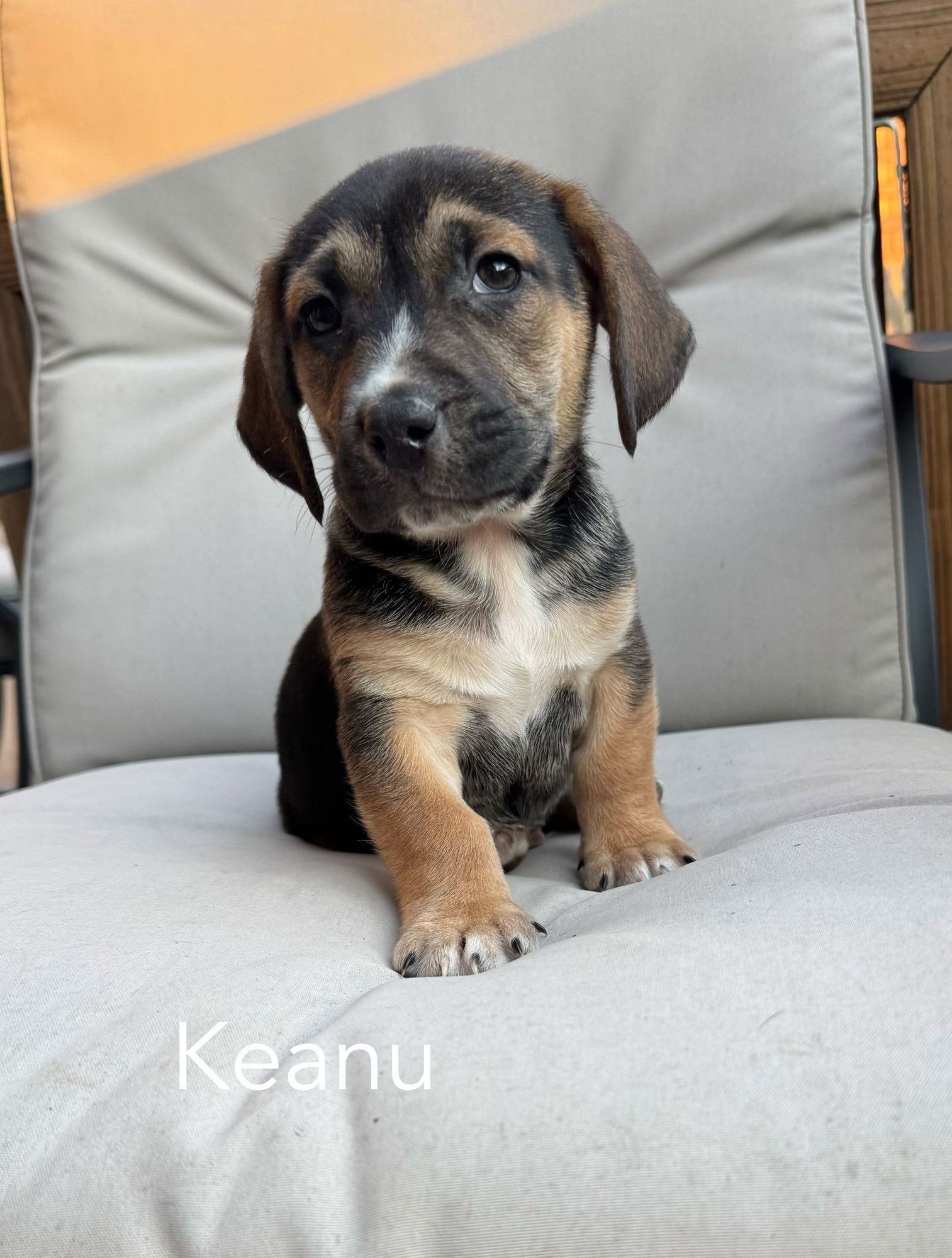 KEANU - Beagle / Corgi available for adoption
