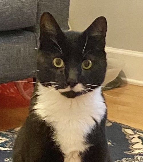 STACHE - Tuxedo / Domestic Short Hair for adoption in Reading