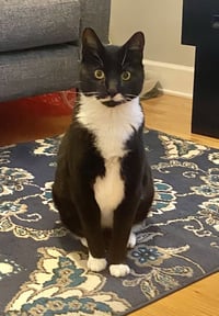 Stache - Photo 2