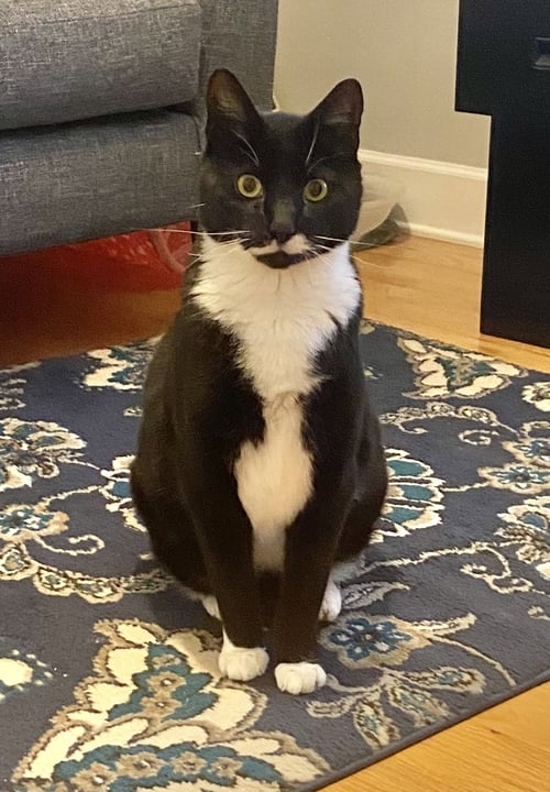 STACHE - Tuxedo / Domestic Short Hair available for adoption