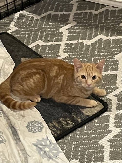 CURRY-BARN PLACEMENT NEEDED - Domestic Short Hair / Tabby for adoption in Reading
