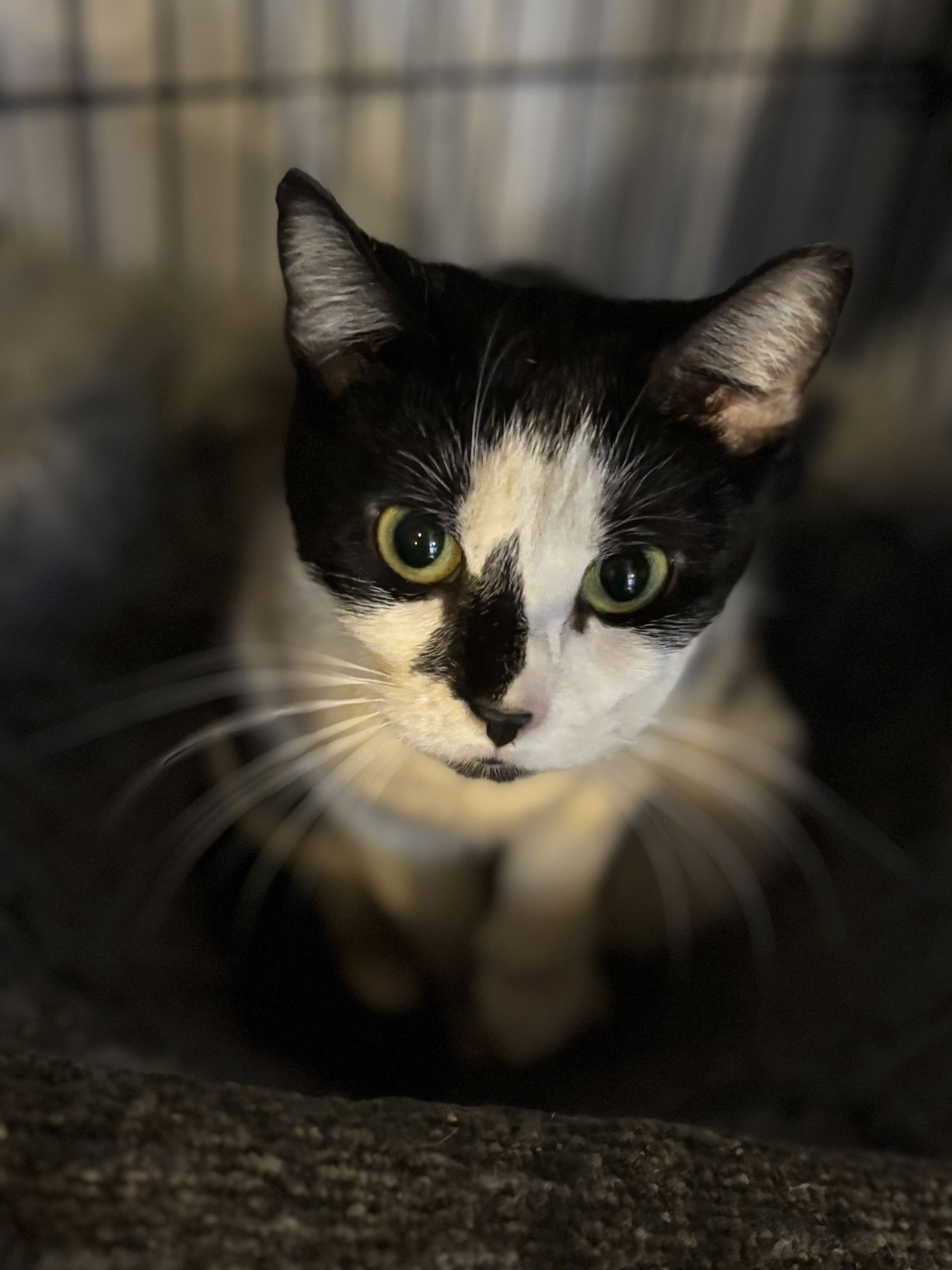 NELLY FOSTER OR ADOPTER NEEDED