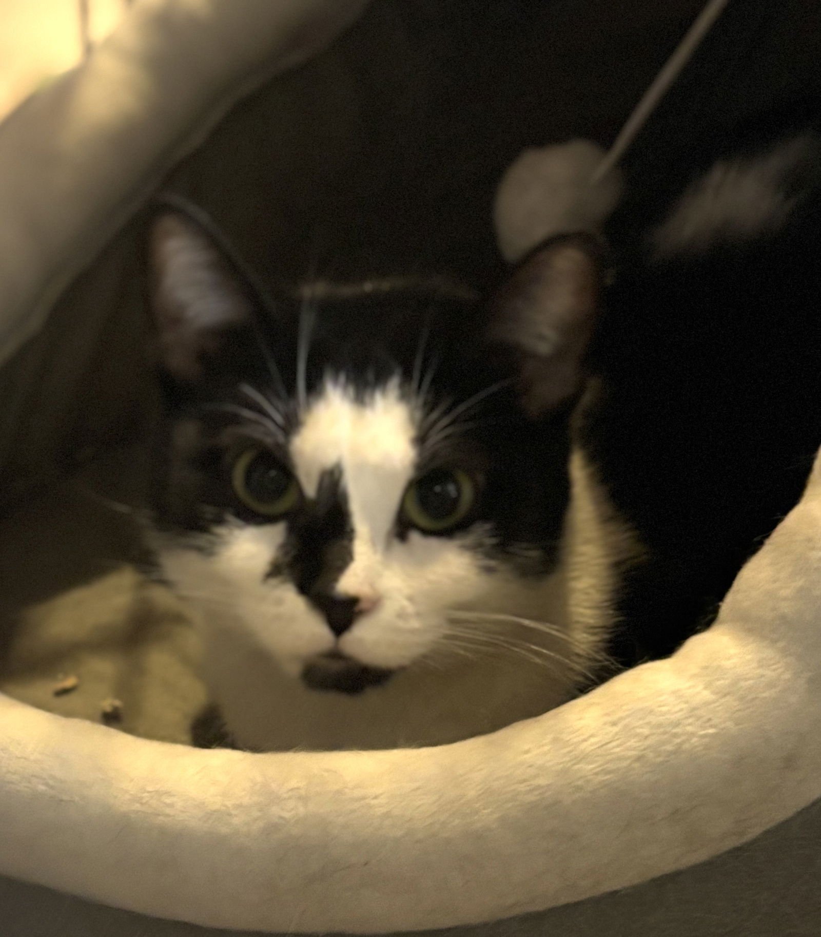 NELLY FOSTER OR ADOPTER NEEDED - Domestic Short Hair available for adoption