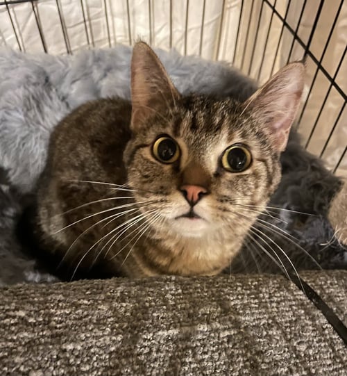 PENNE - Domestic Short Hair available for adoption