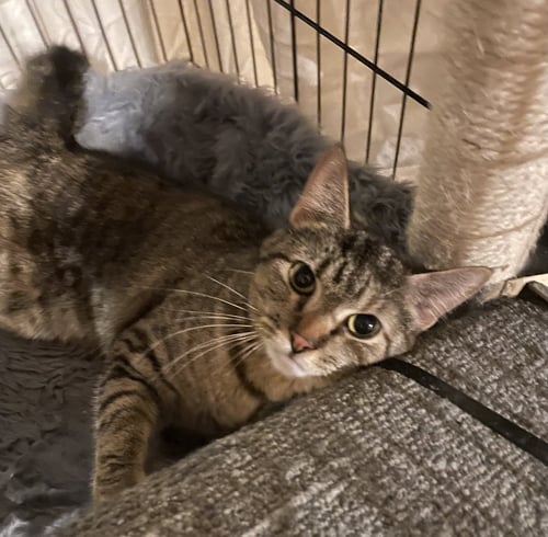 PENNE - Domestic Short Hair for adoption in Reading