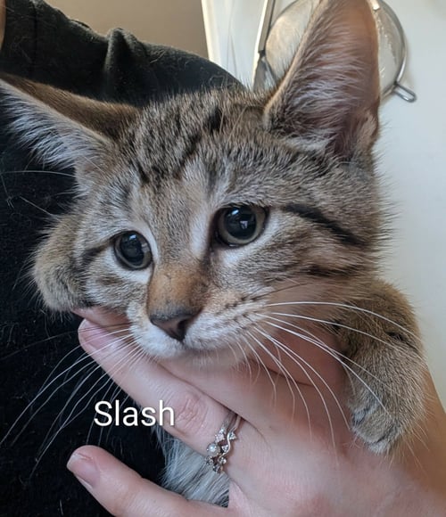 SLASH - Tabby / Domestic Short Hair available for adoption