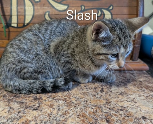 SLASH - Tabby / Domestic Short Hair available for adoption
