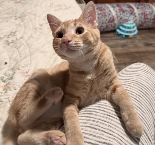 GRITTY - Tabby / Domestic Short Hair available for adoption