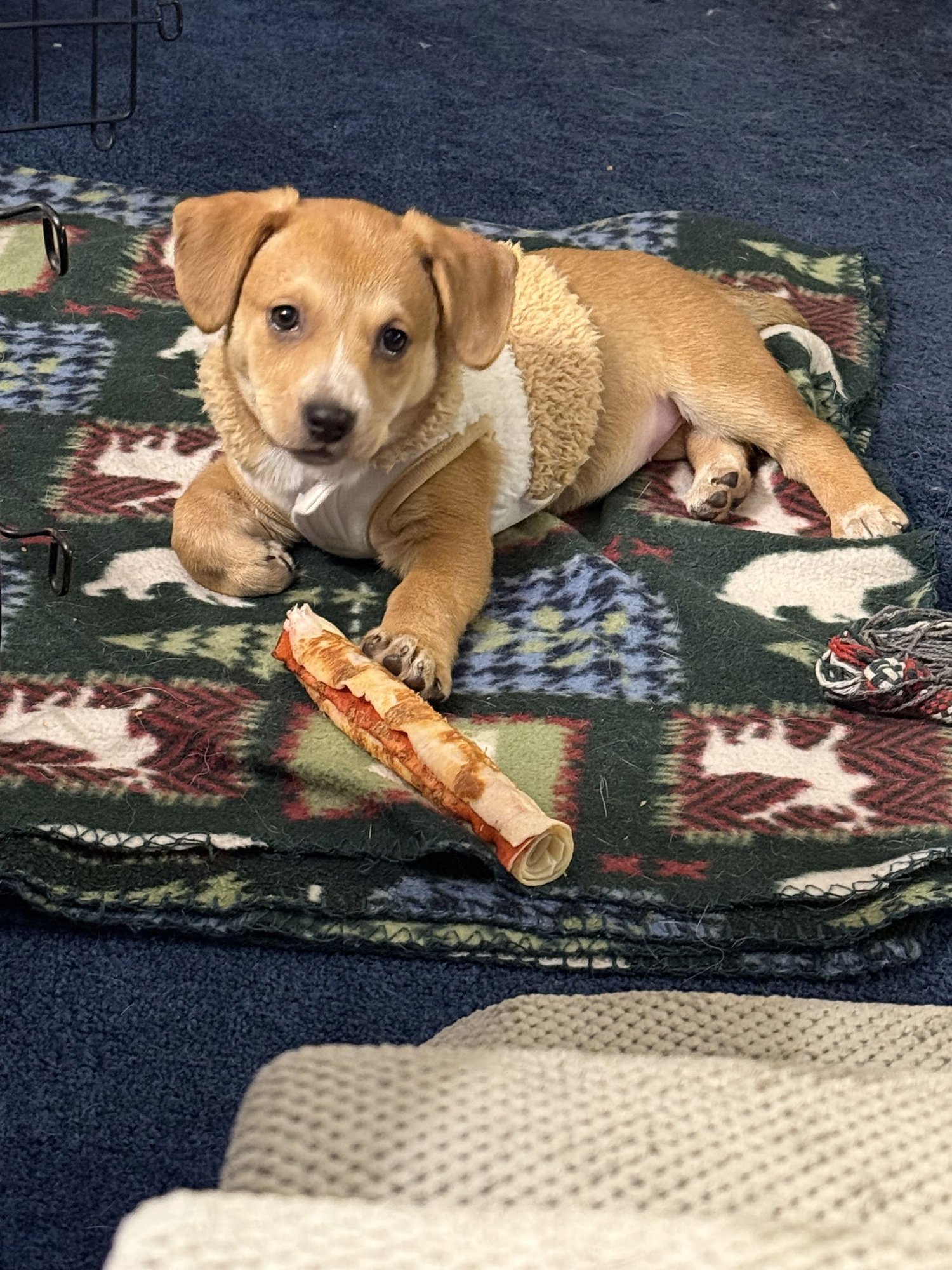 KACIE - Beagle / Corgi available for adoption