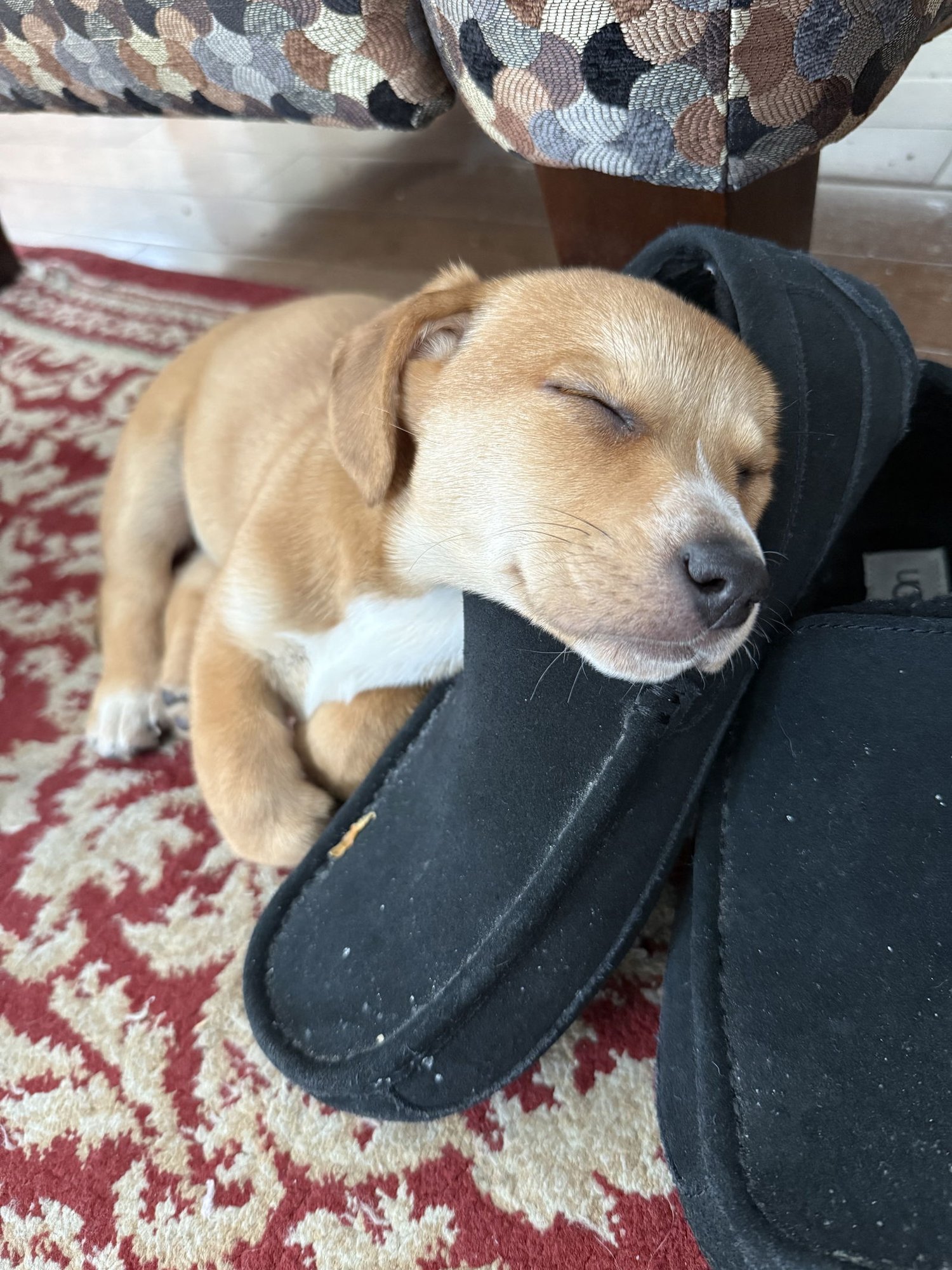 KACIE - Beagle / Corgi available for adoption