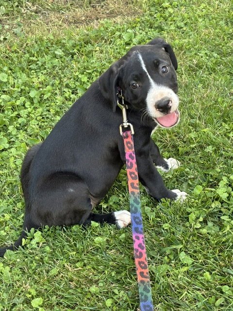 SASHA - American Staffordshire Terrier / Hound available for adoption