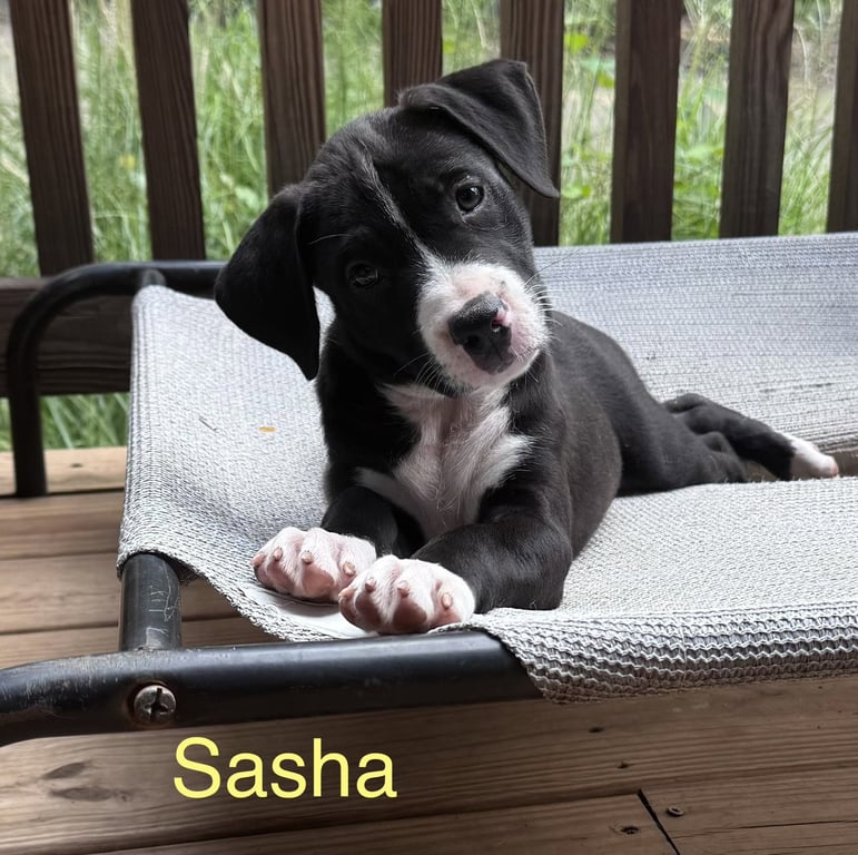 Sasha Image