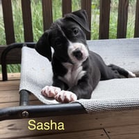 Sasha - Photo 1