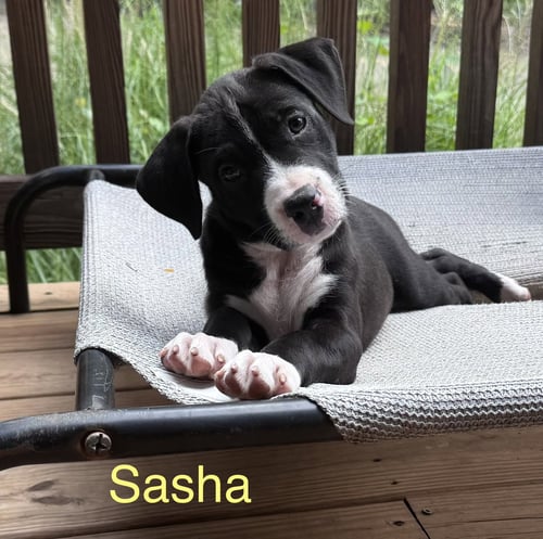 SASHA - American Staffordshire Terrier / Hound for adoption in Allentown