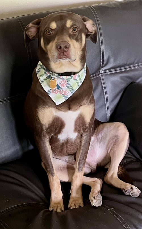 BROWNIE - Hound / Rottweiler available for adoption