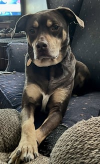 Brownie - Photo 2