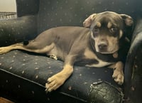 Brownie - Photo 3