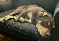Brownie - Photo 4