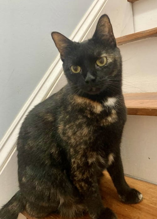 GINGER - Tortoiseshell / Domestic Short Hair for adoption in Reading