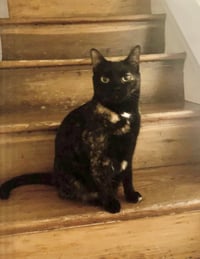 Ginger - Photo 3