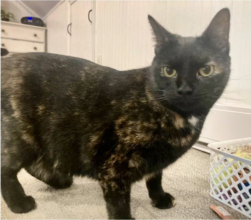 GINGER - Tortoiseshell / Domestic Short Hair available for adoption
