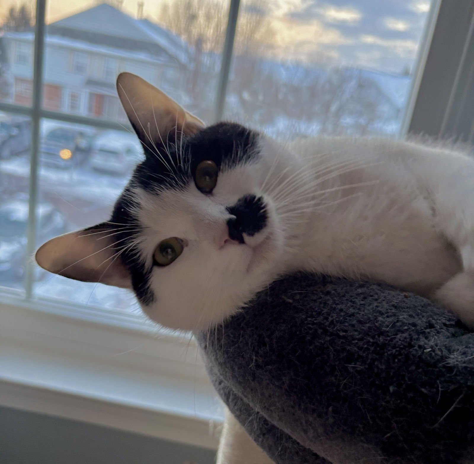 CHARLIE - Domestic Short Hair available for adoption