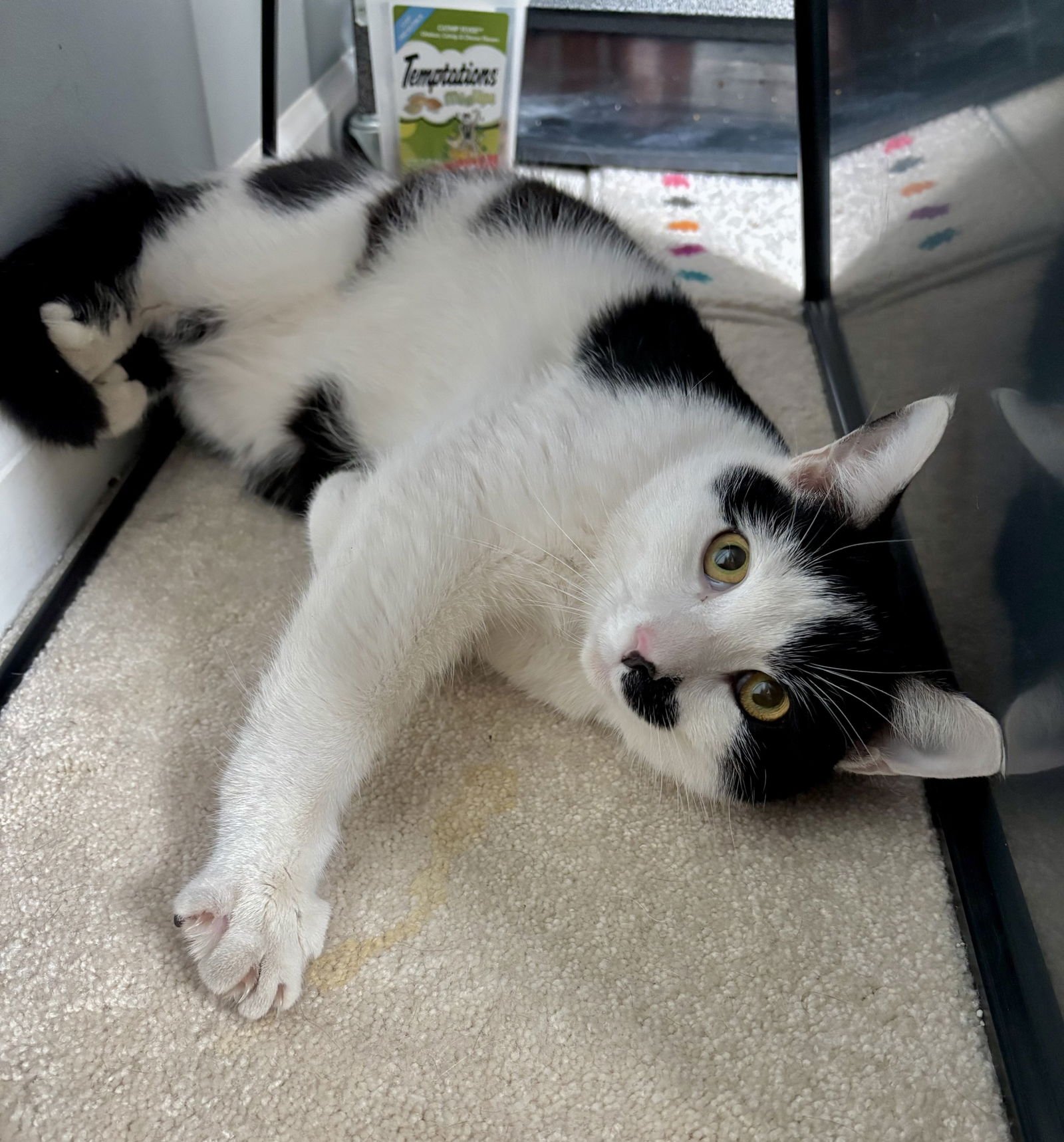 CHARLIE - Domestic Short Hair available for adoption