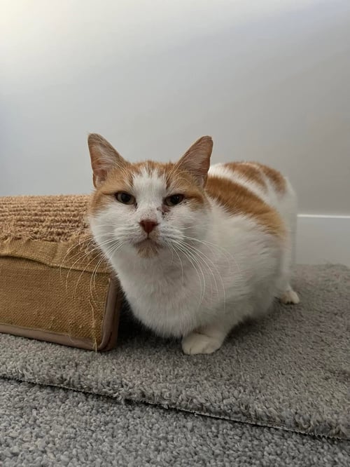 SHAYDA - Domestic Short Hair available for adoption
