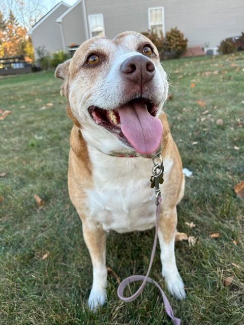 MAGGIE - Cattle Dog / Irish Terrier available for adoption