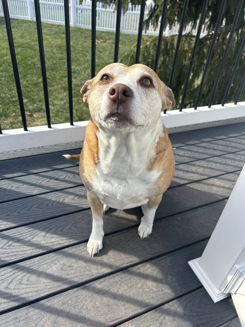 MAGGIE - Cattle Dog / Irish Terrier available for adoption