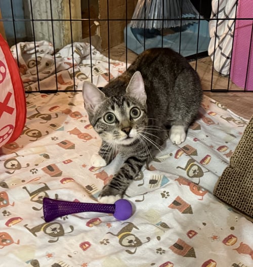 BIRDIE - Domestic Short Hair / Tabby available for adoption