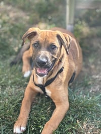 Sampson - Photo 1