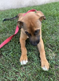 Sampson - Photo 2