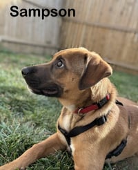 Sampson - Photo 3