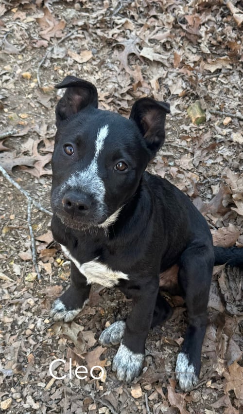 CLEO - Australian Cattle Dog/Blue Heeler available for adoption