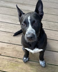 Cleo - Photo 1