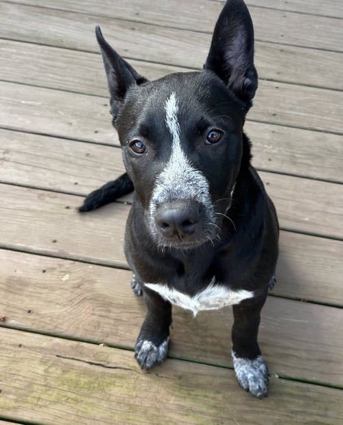CLEO - Australian Cattle Dog/Blue Heeler available for adoption